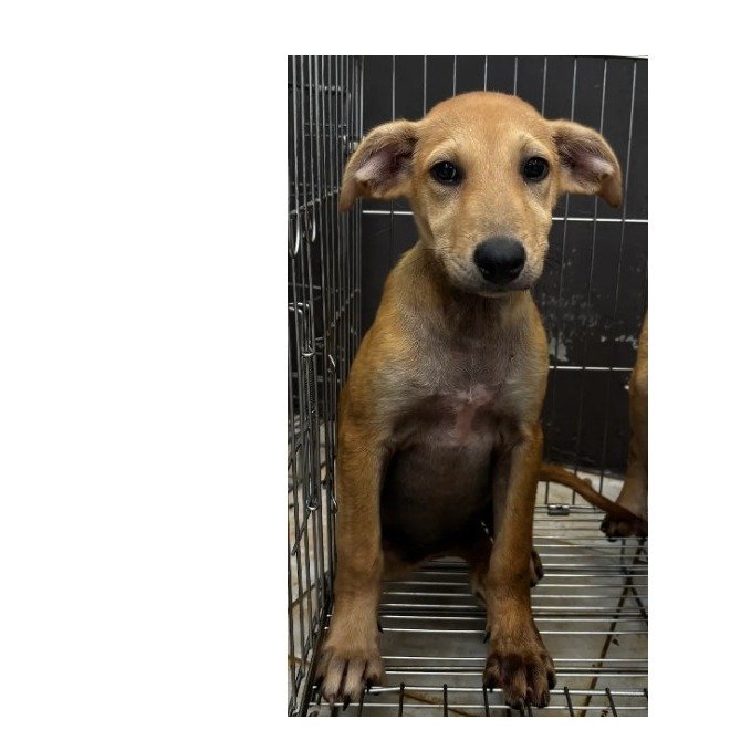 混種犬
