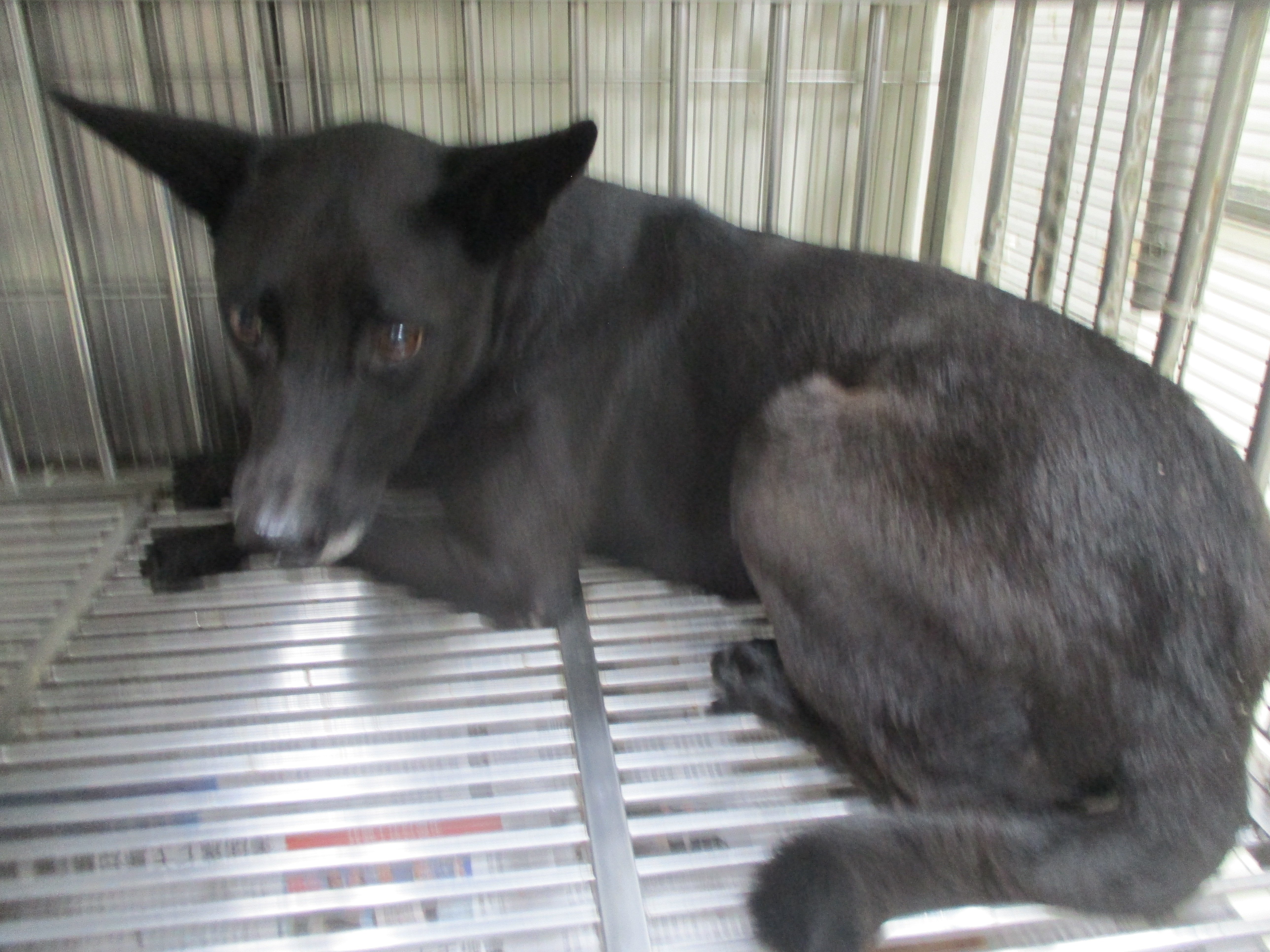 混種犬
