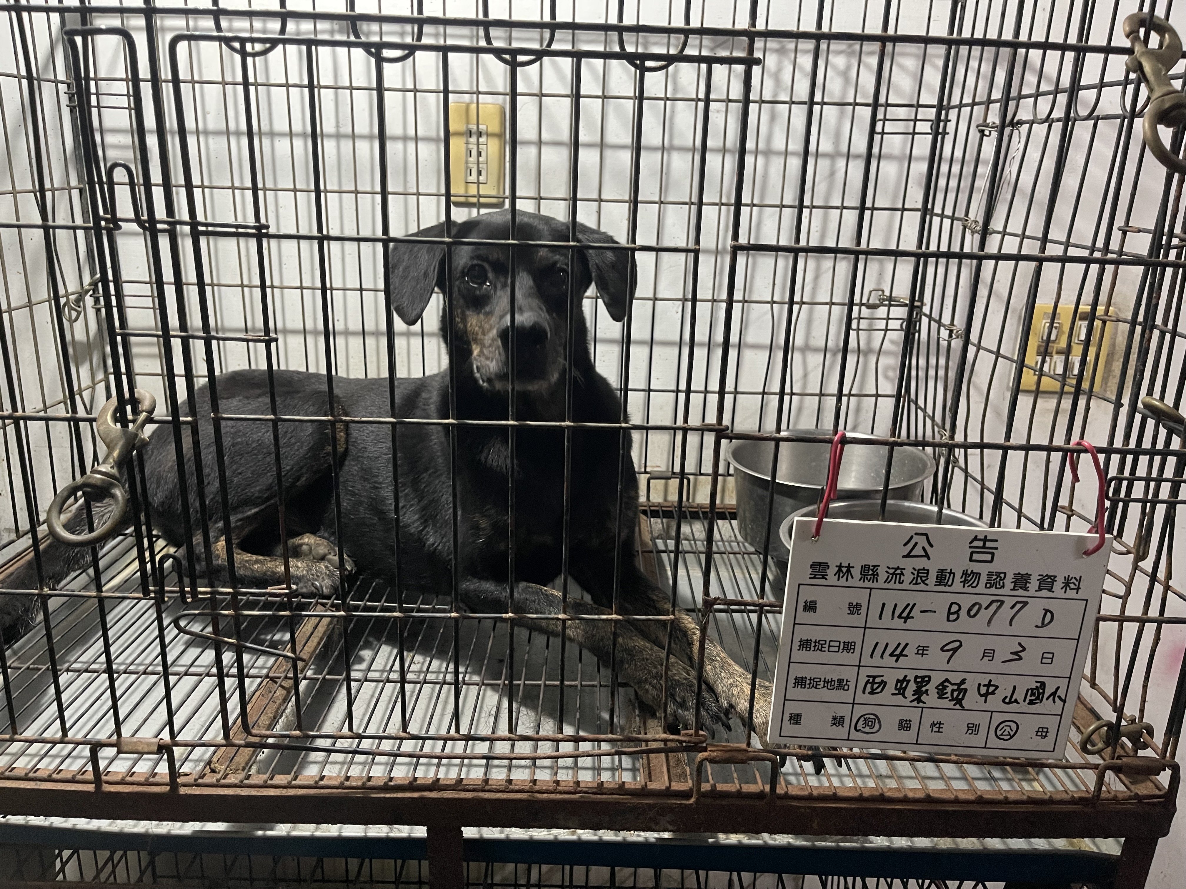 混種犬