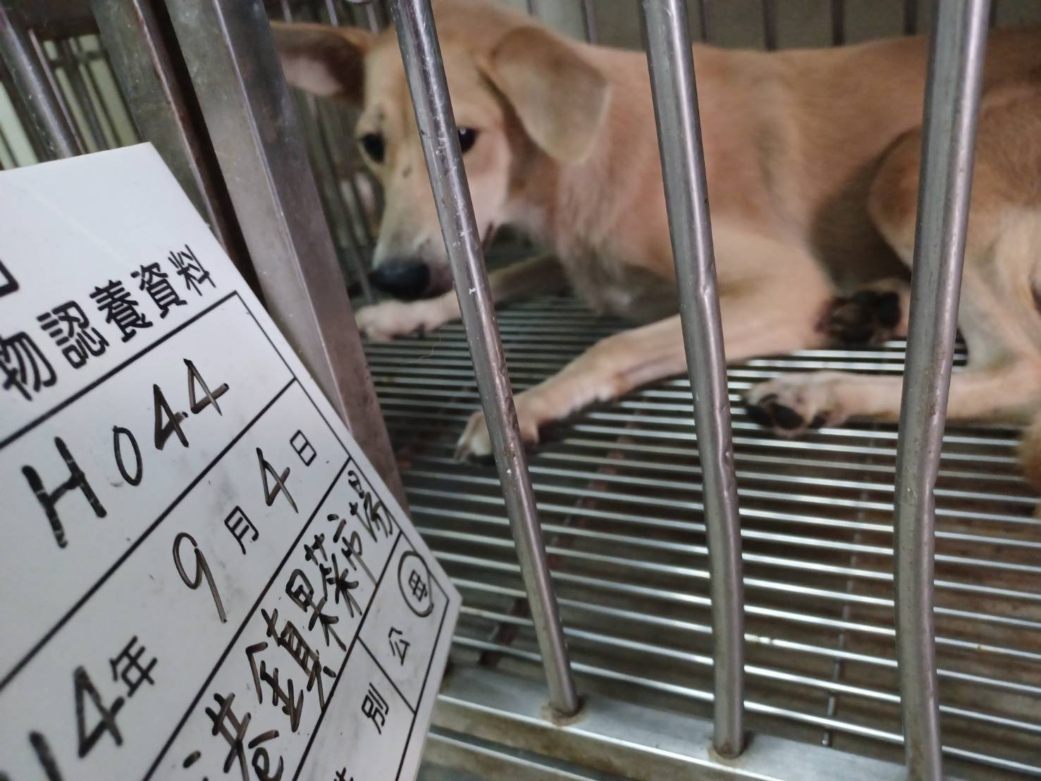 混種犬