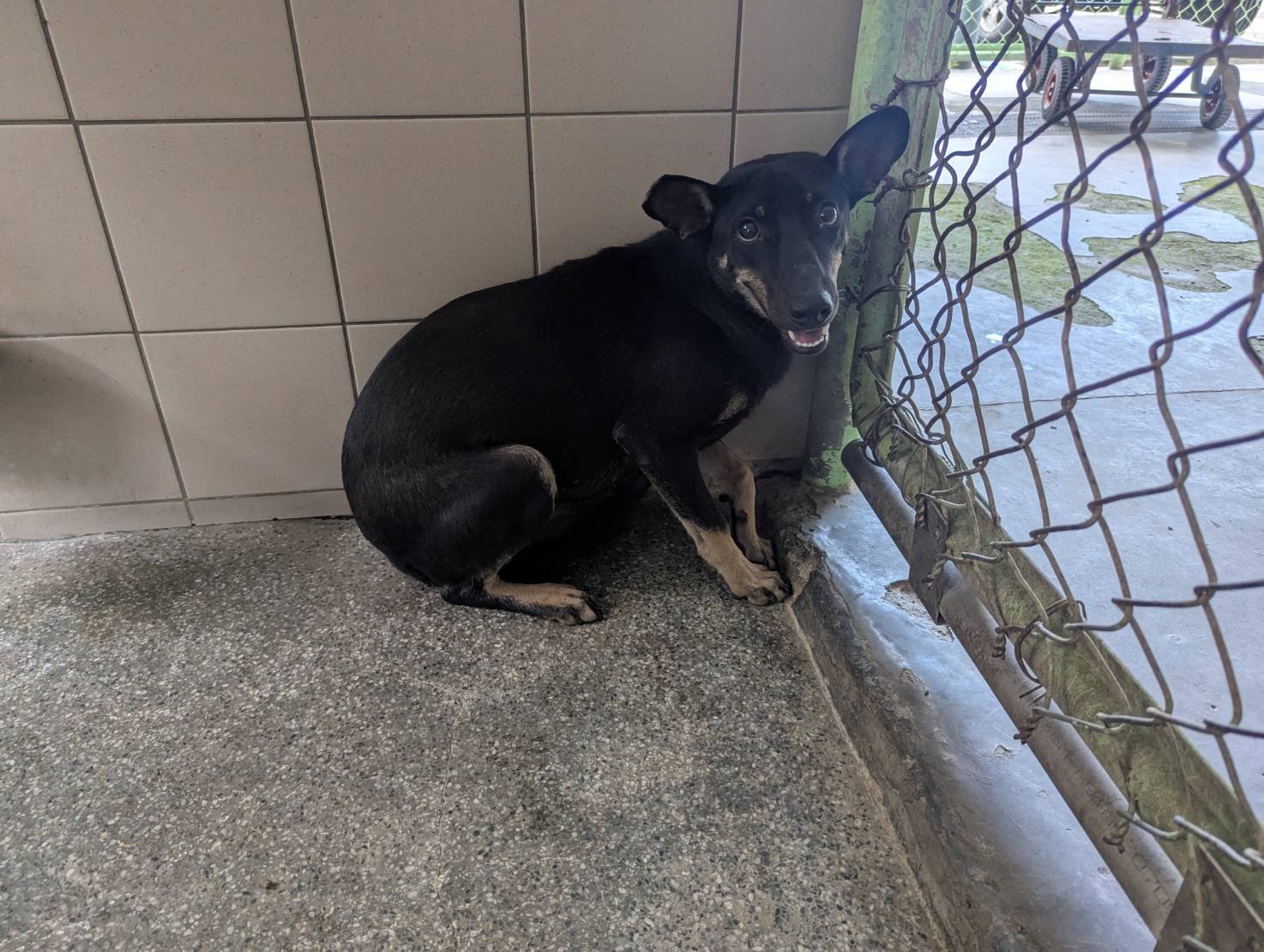 混種犬