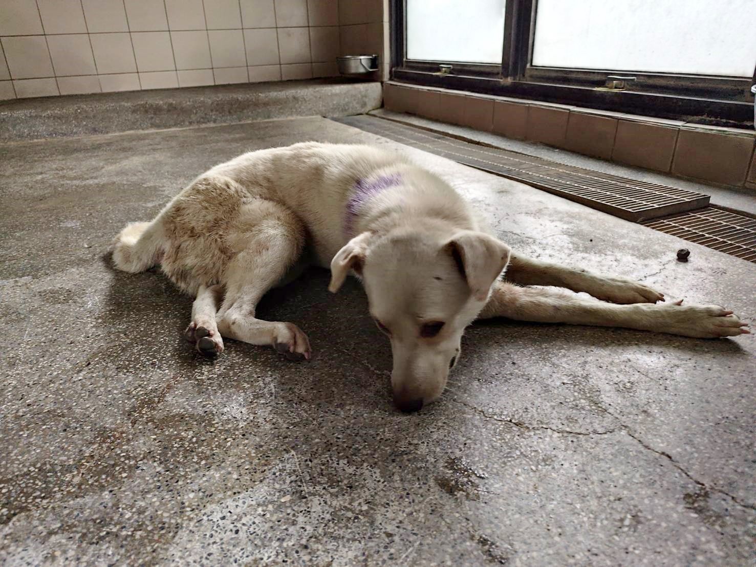 混種犬