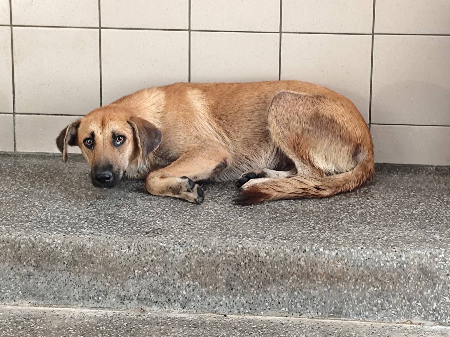 混種犬