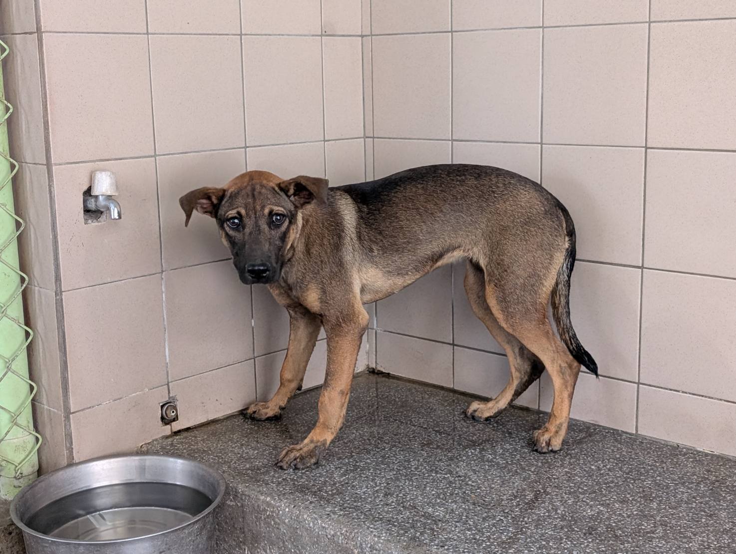 混種犬