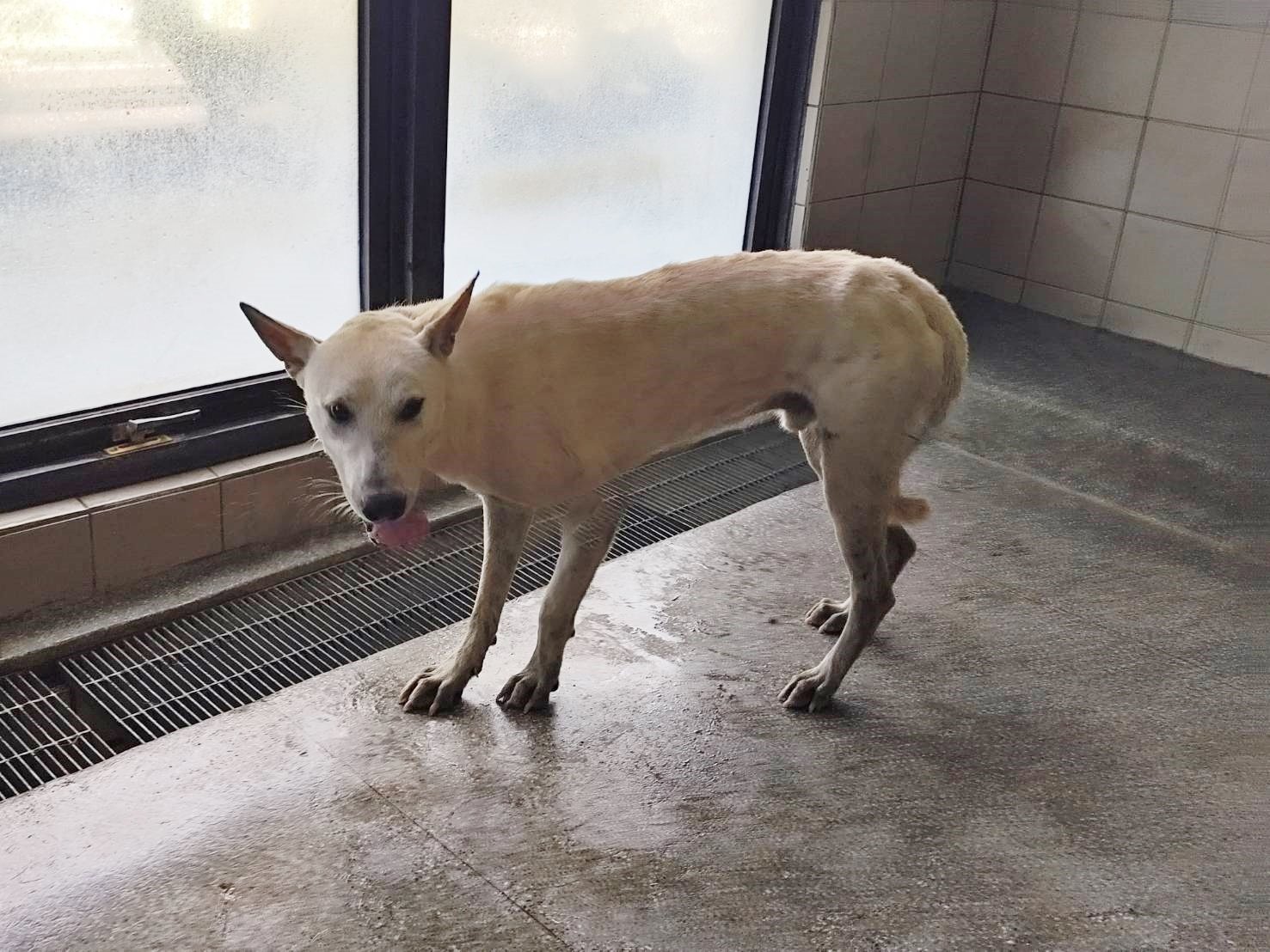 混種犬