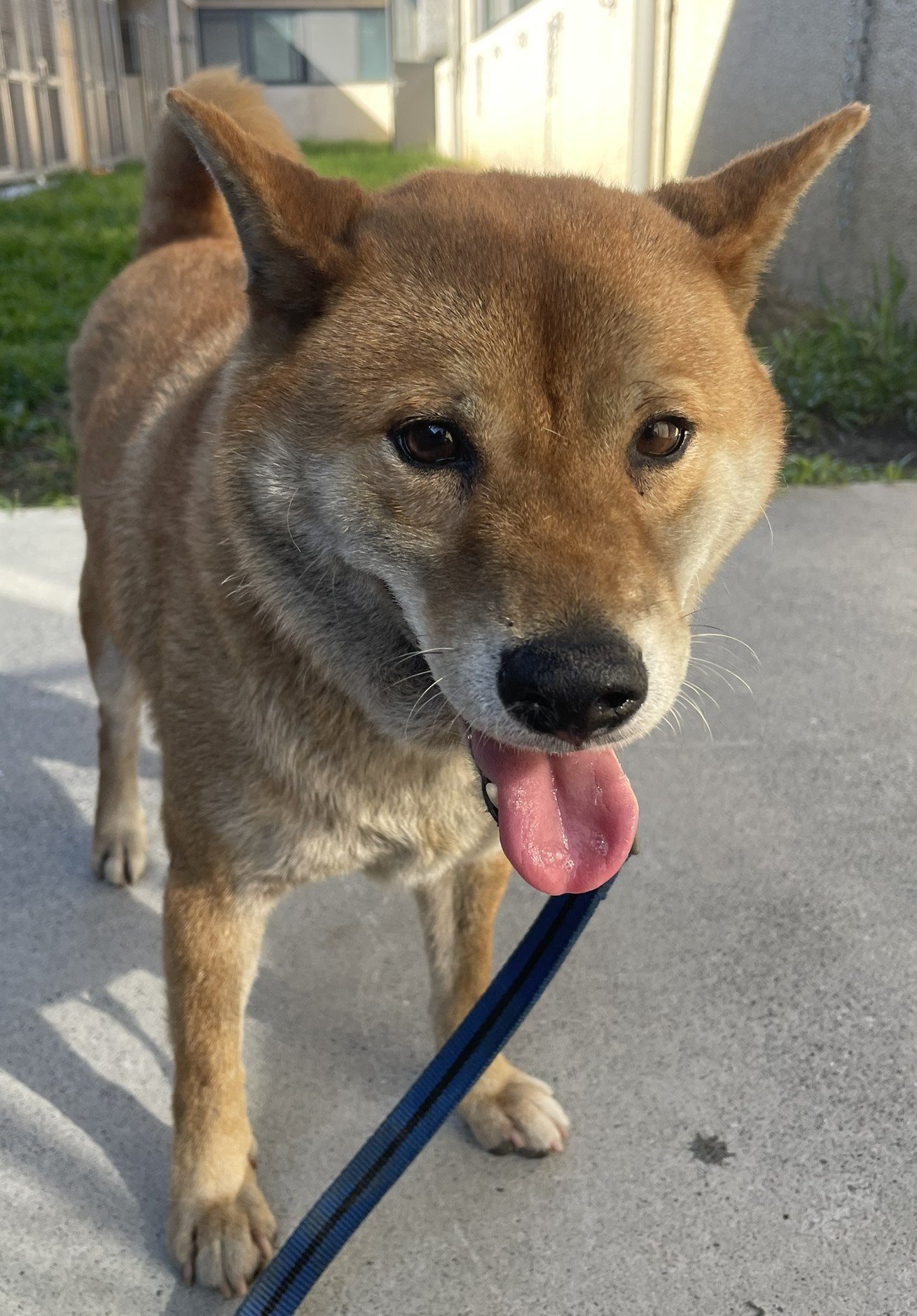 柴犬