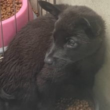 混種犬