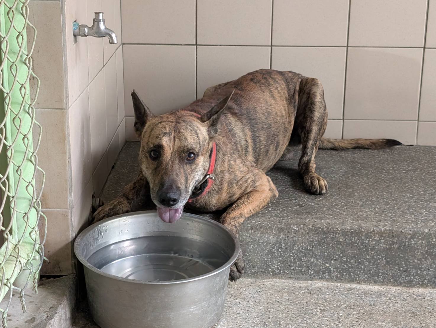 混種犬