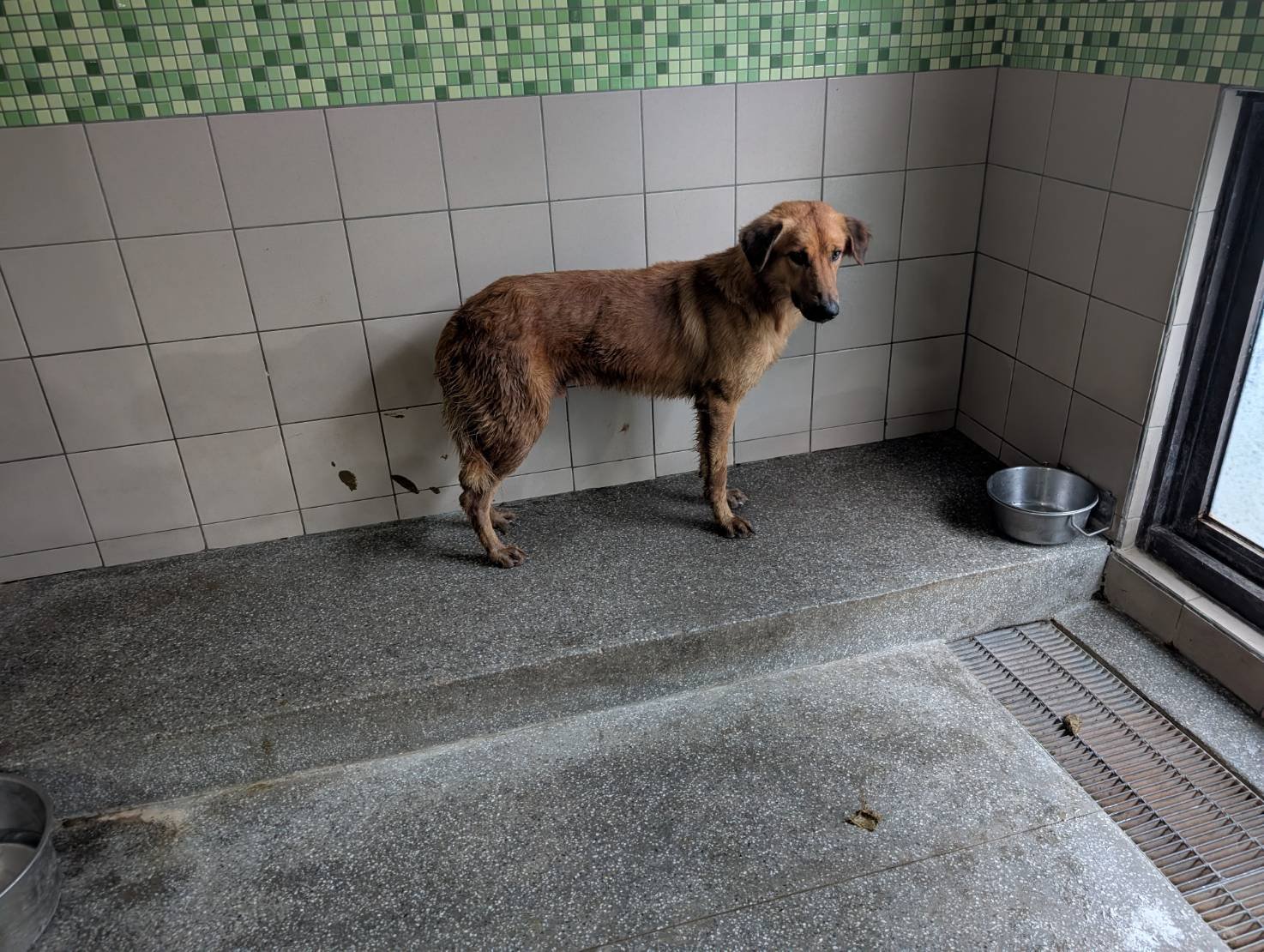 混種犬