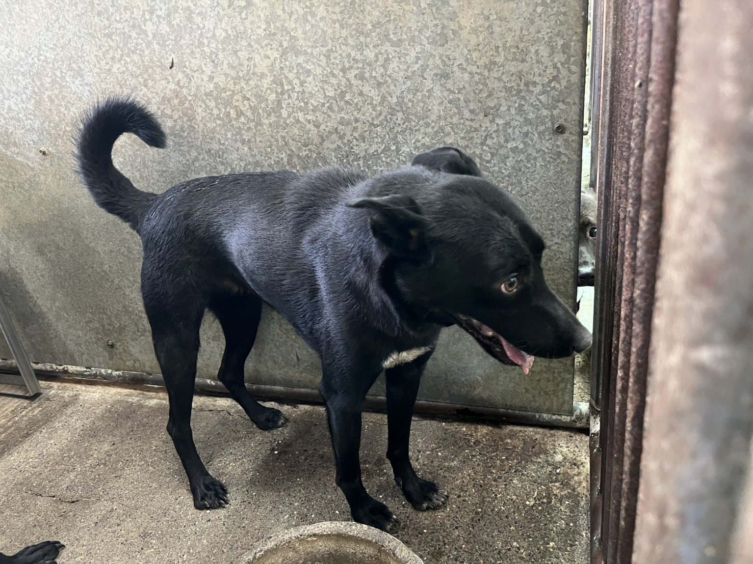 混種犬