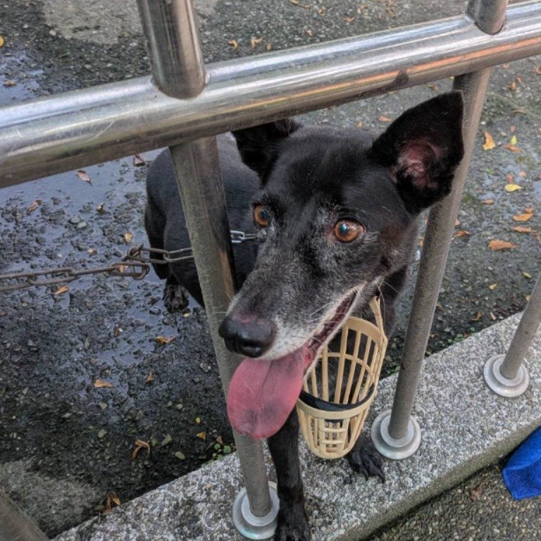 混種犬