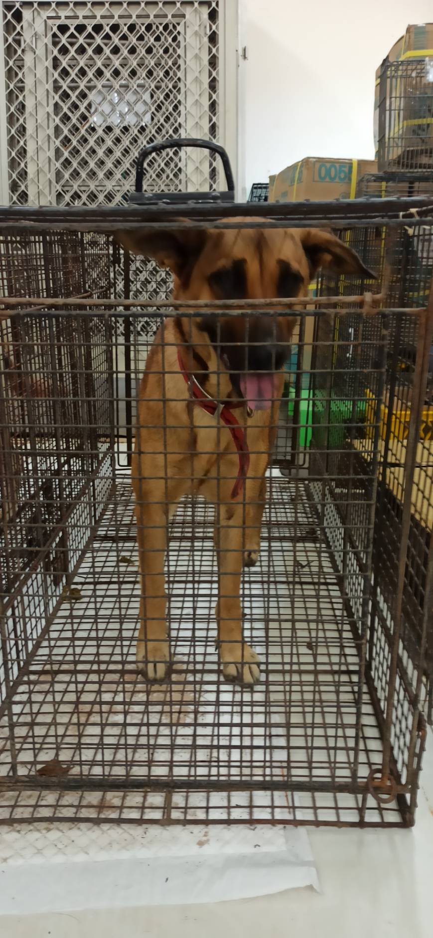 混種犬