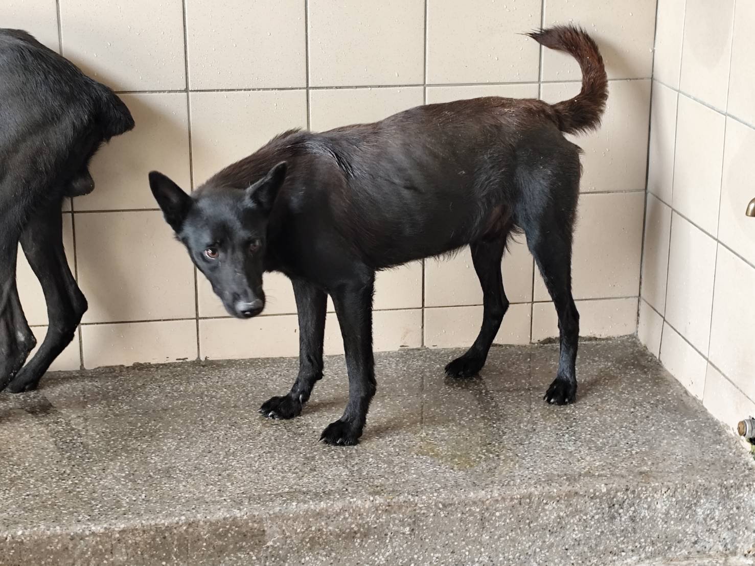 混種犬