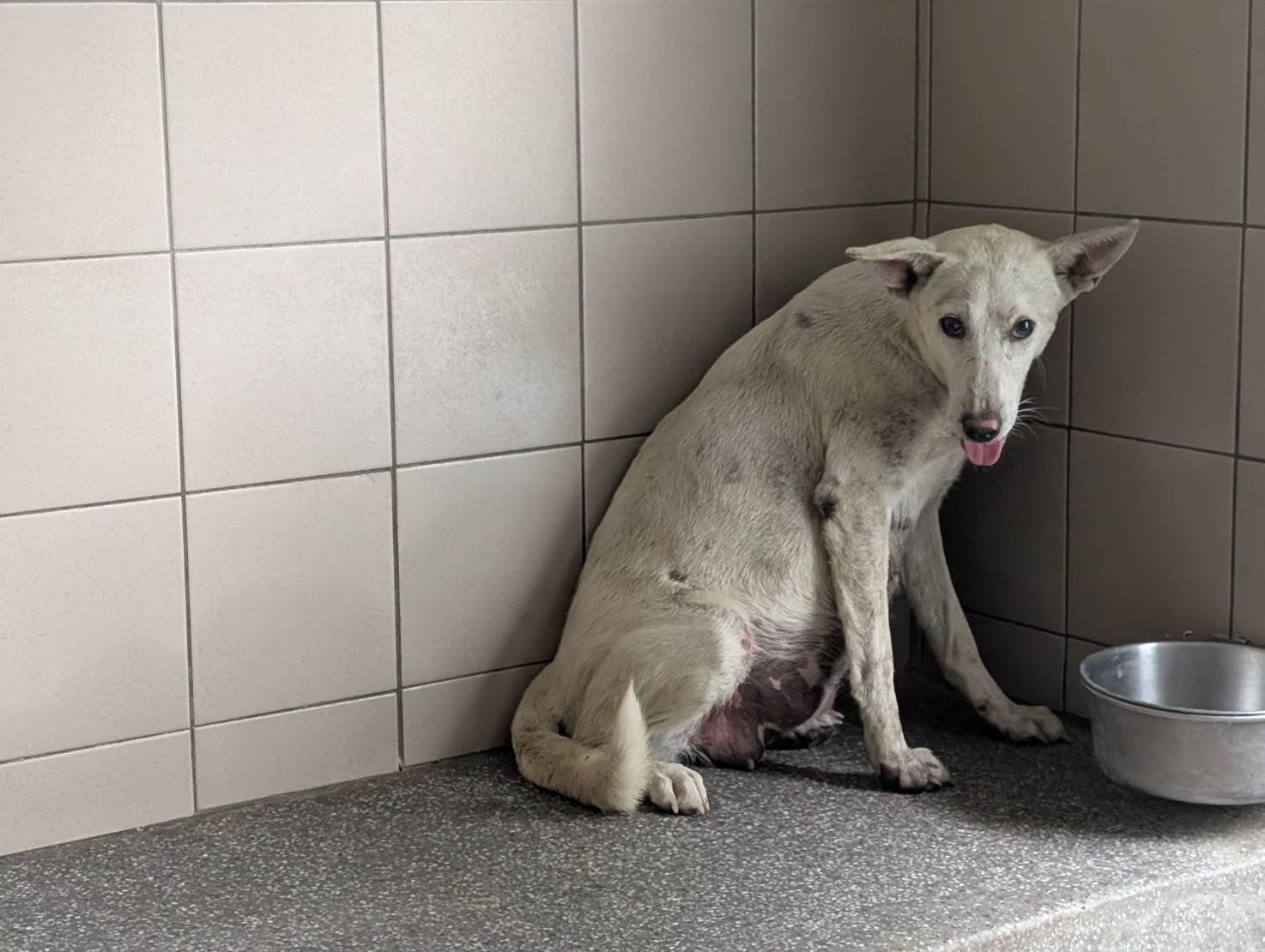 混種犬