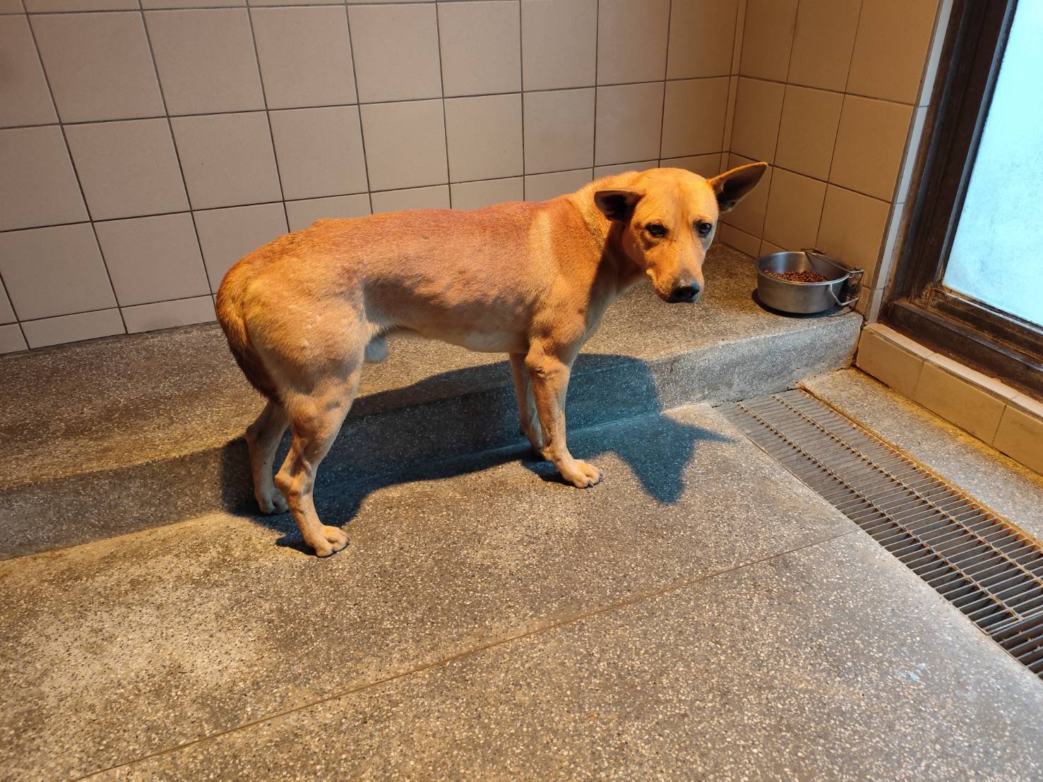 混種犬