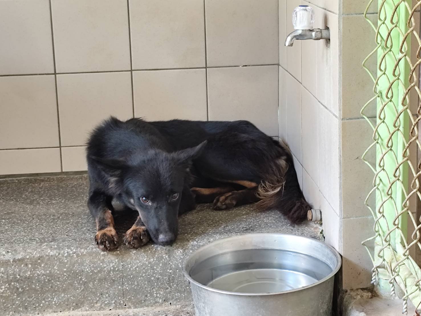 混種犬