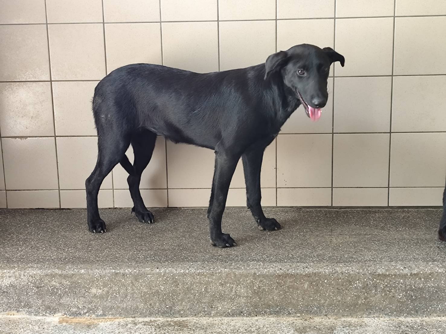 混種犬