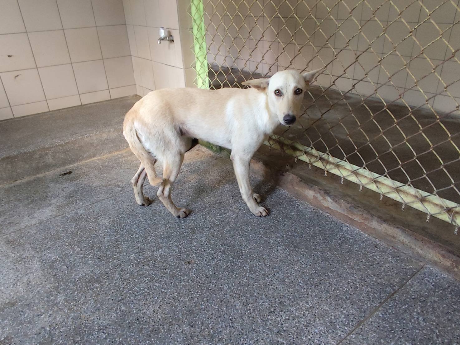 混種犬