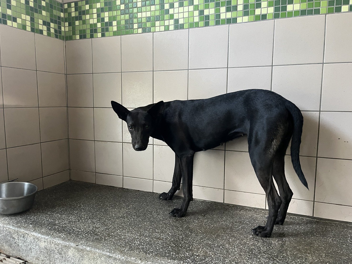 混種犬