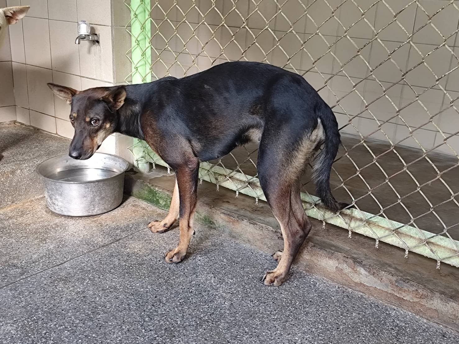 混種犬