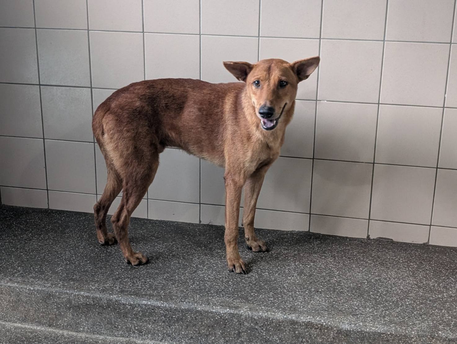 混種犬