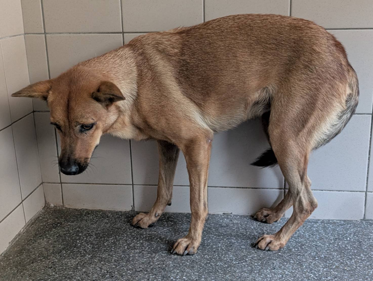 混種犬