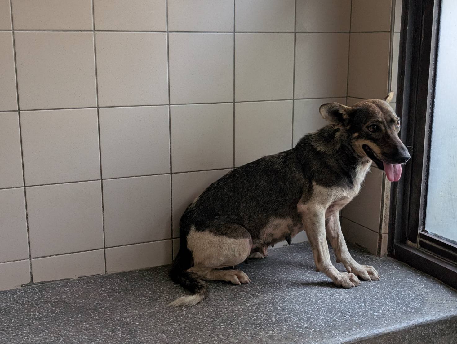 混種犬