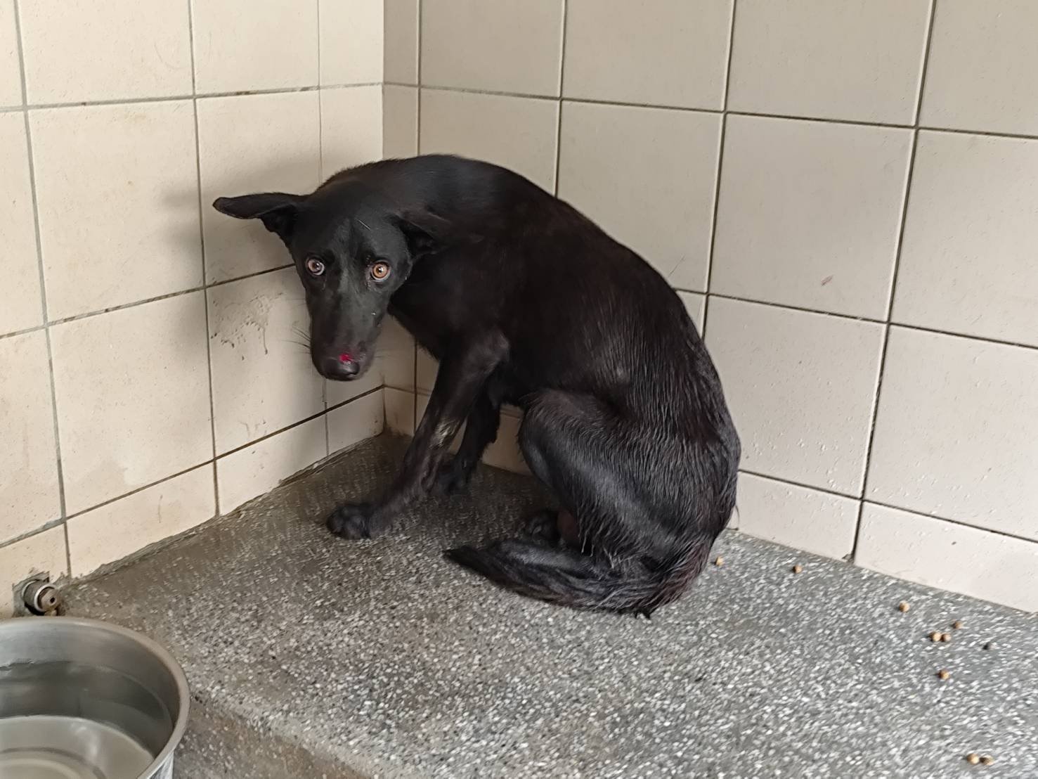 混種犬