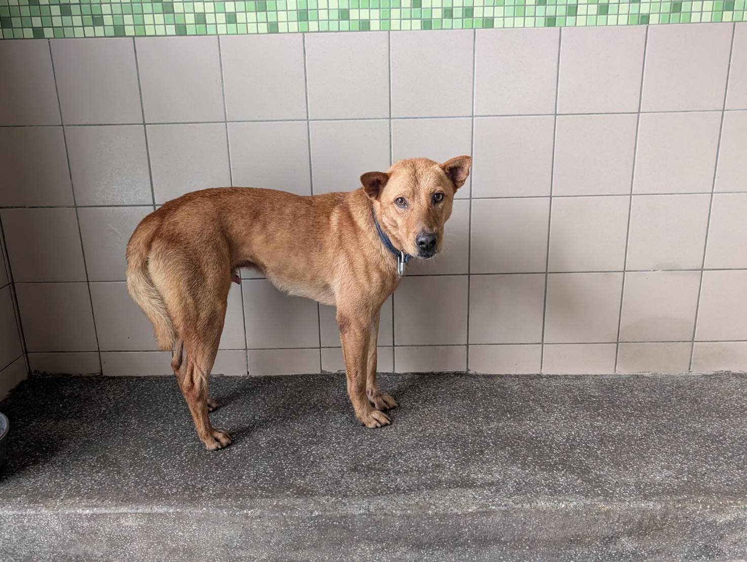 混種犬