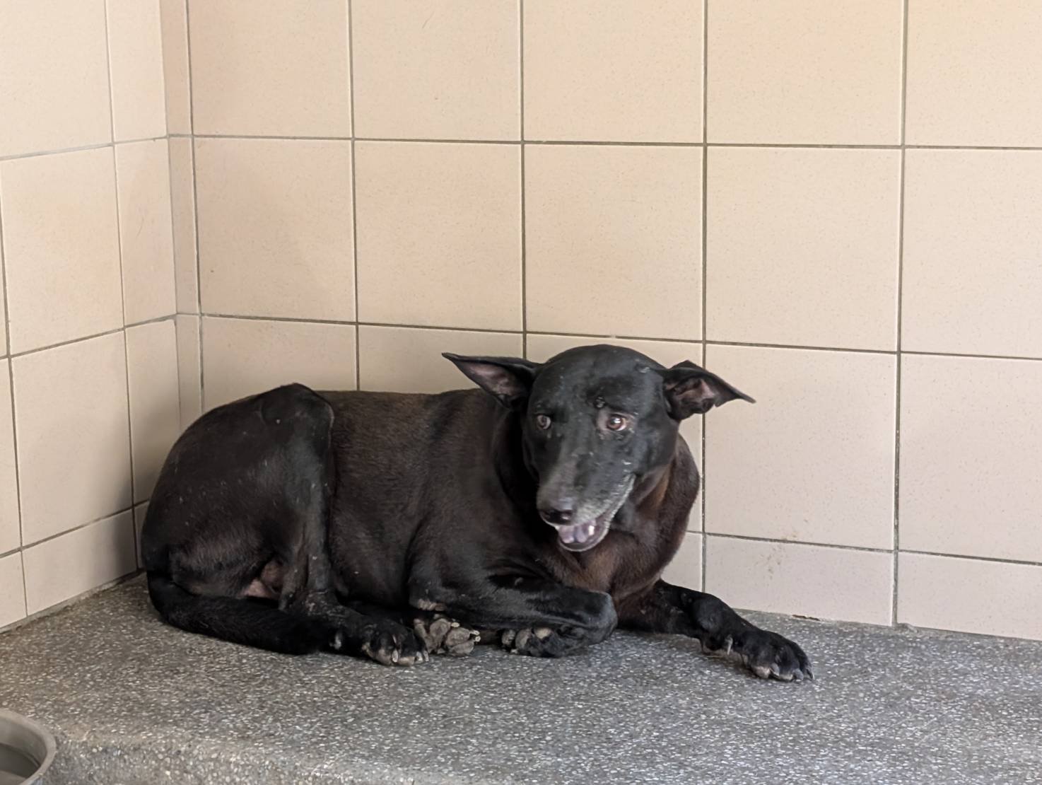 混種犬