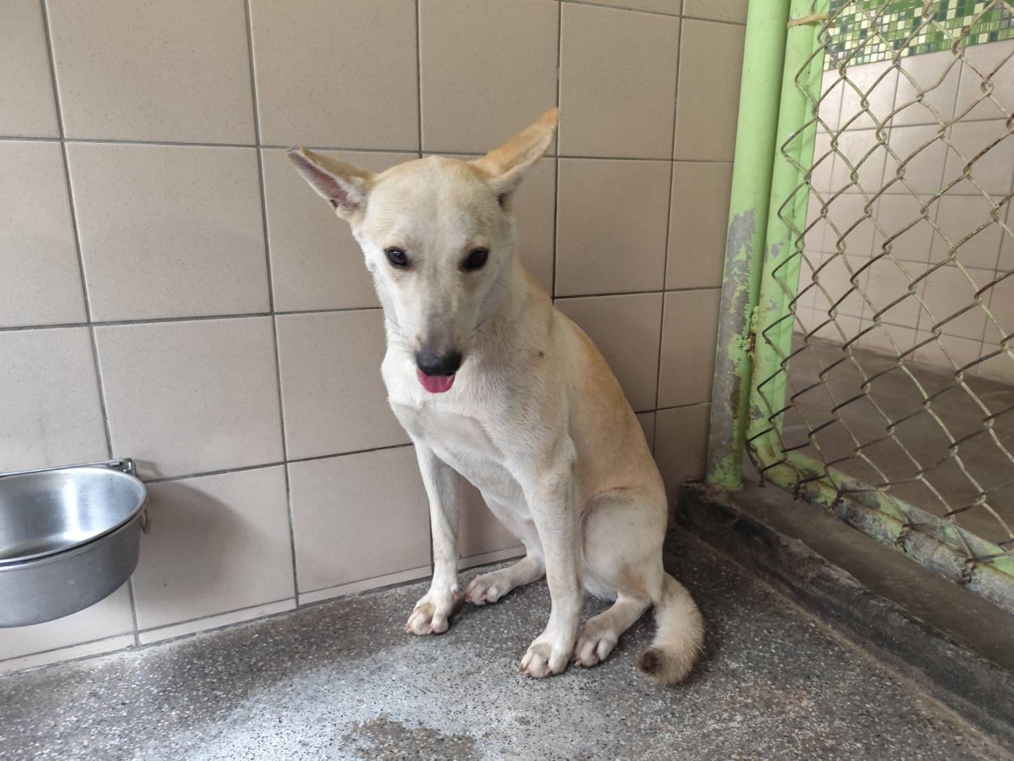 混種犬