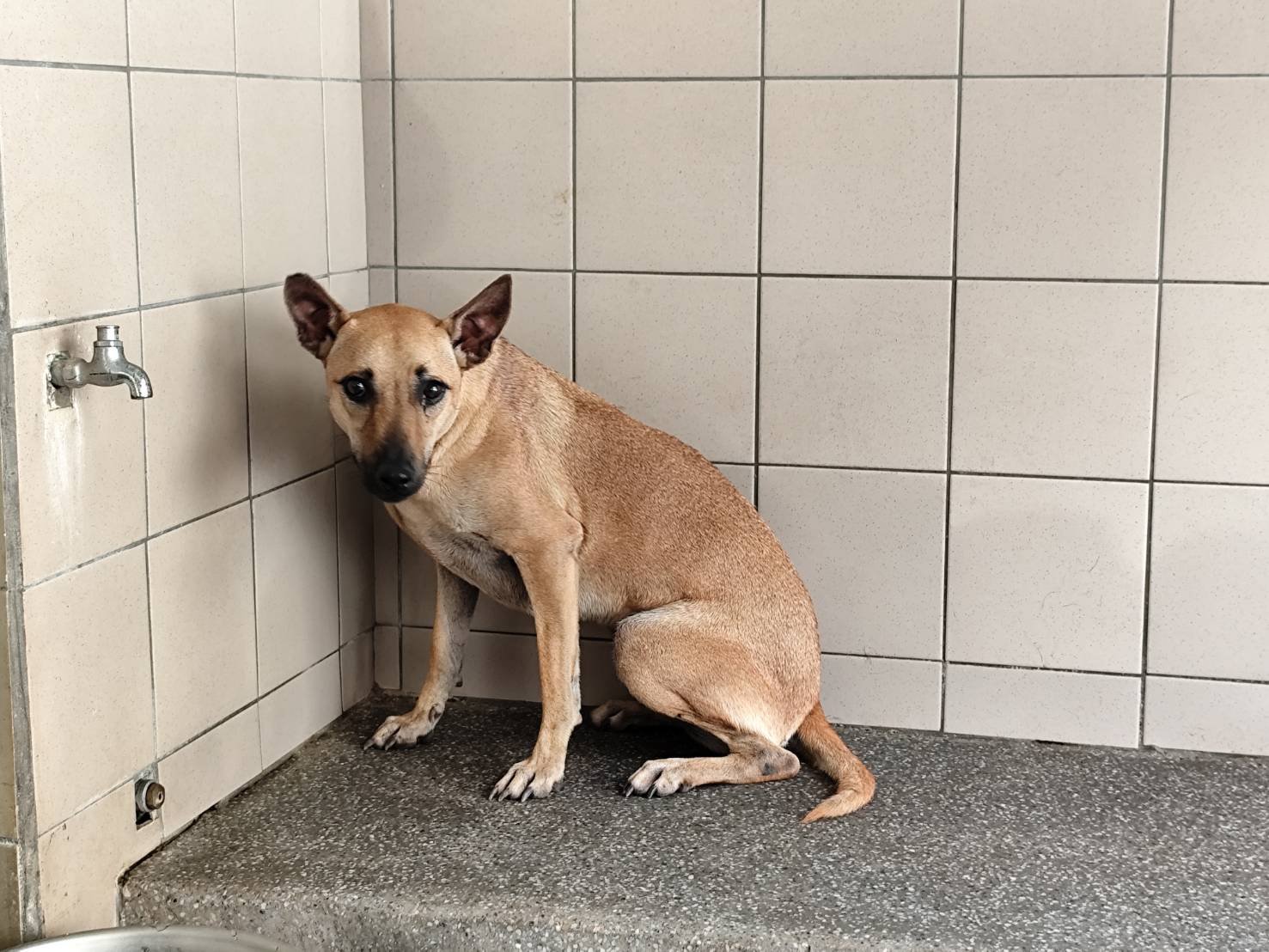 混種犬