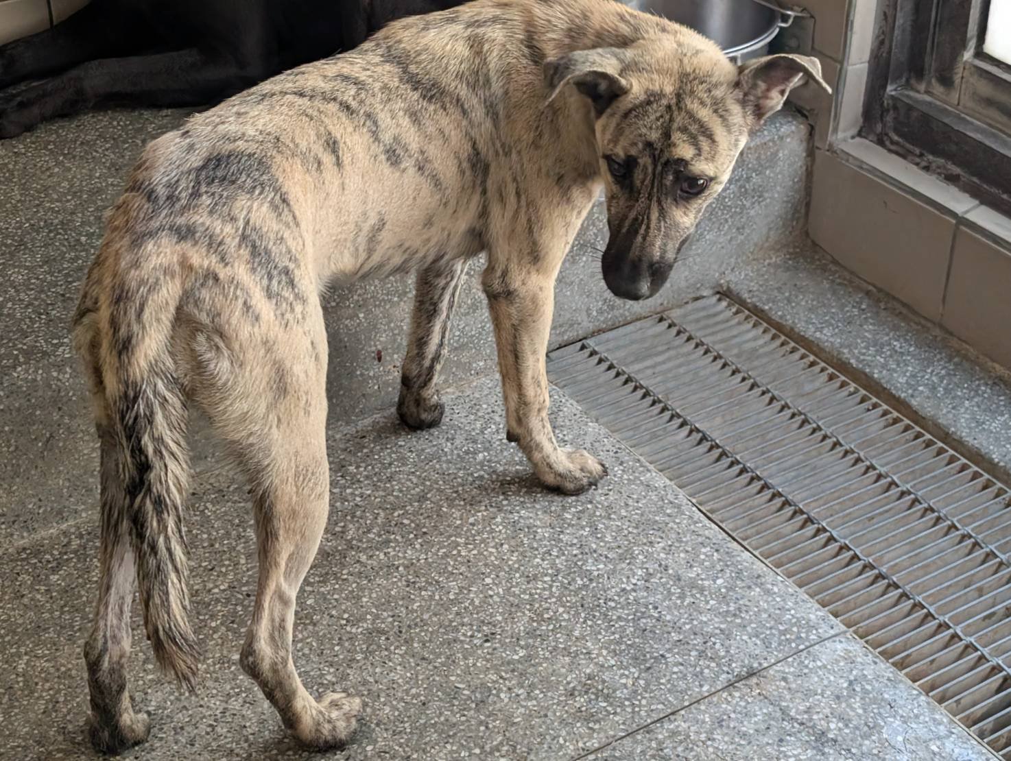 混種犬