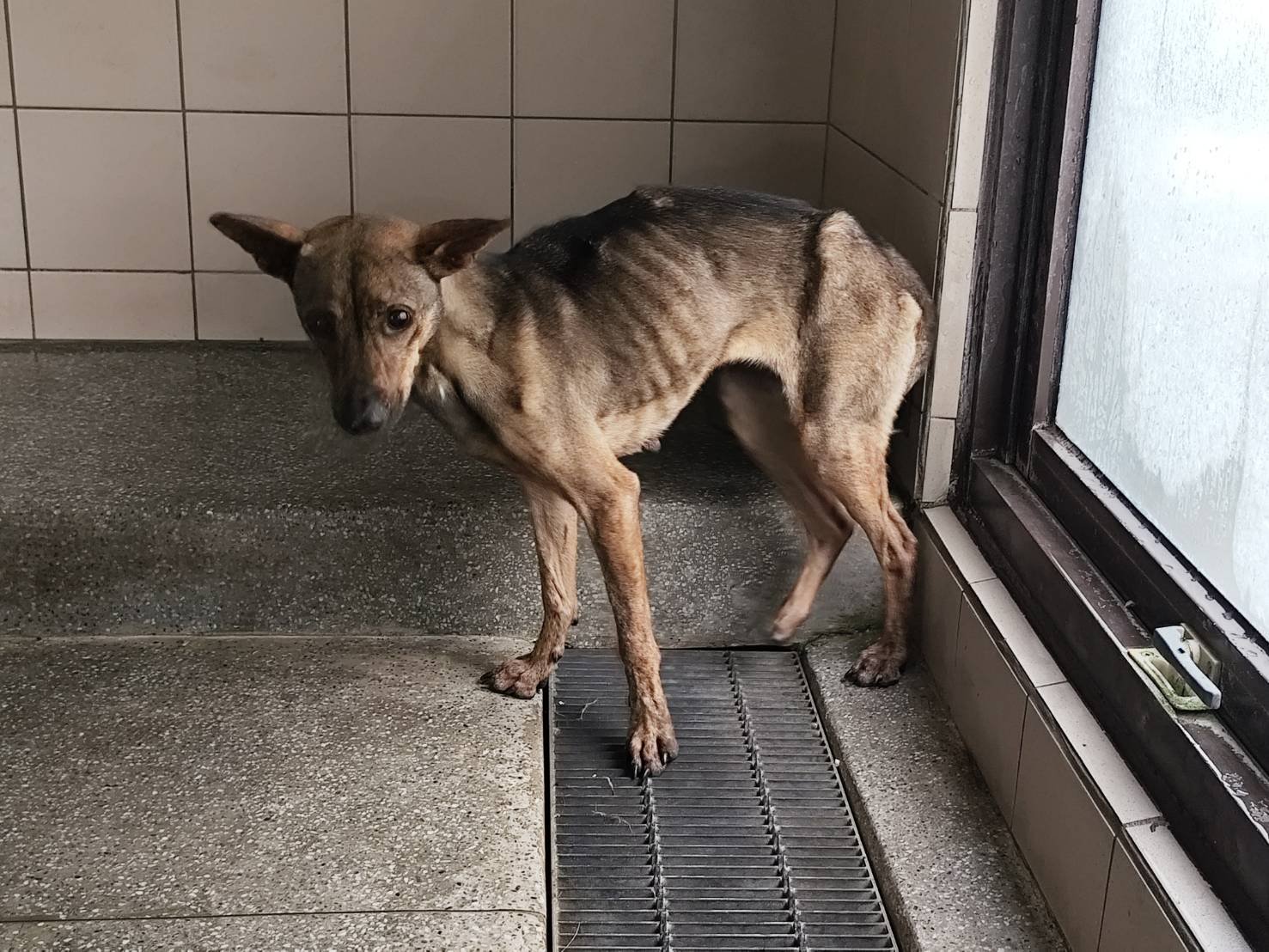 混種犬