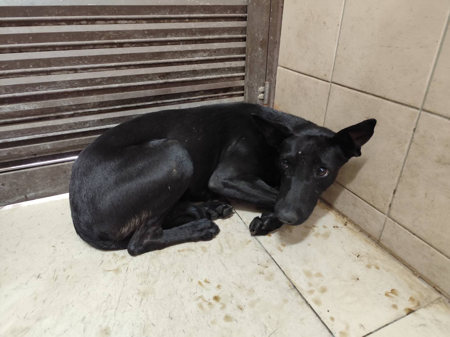 混種犬