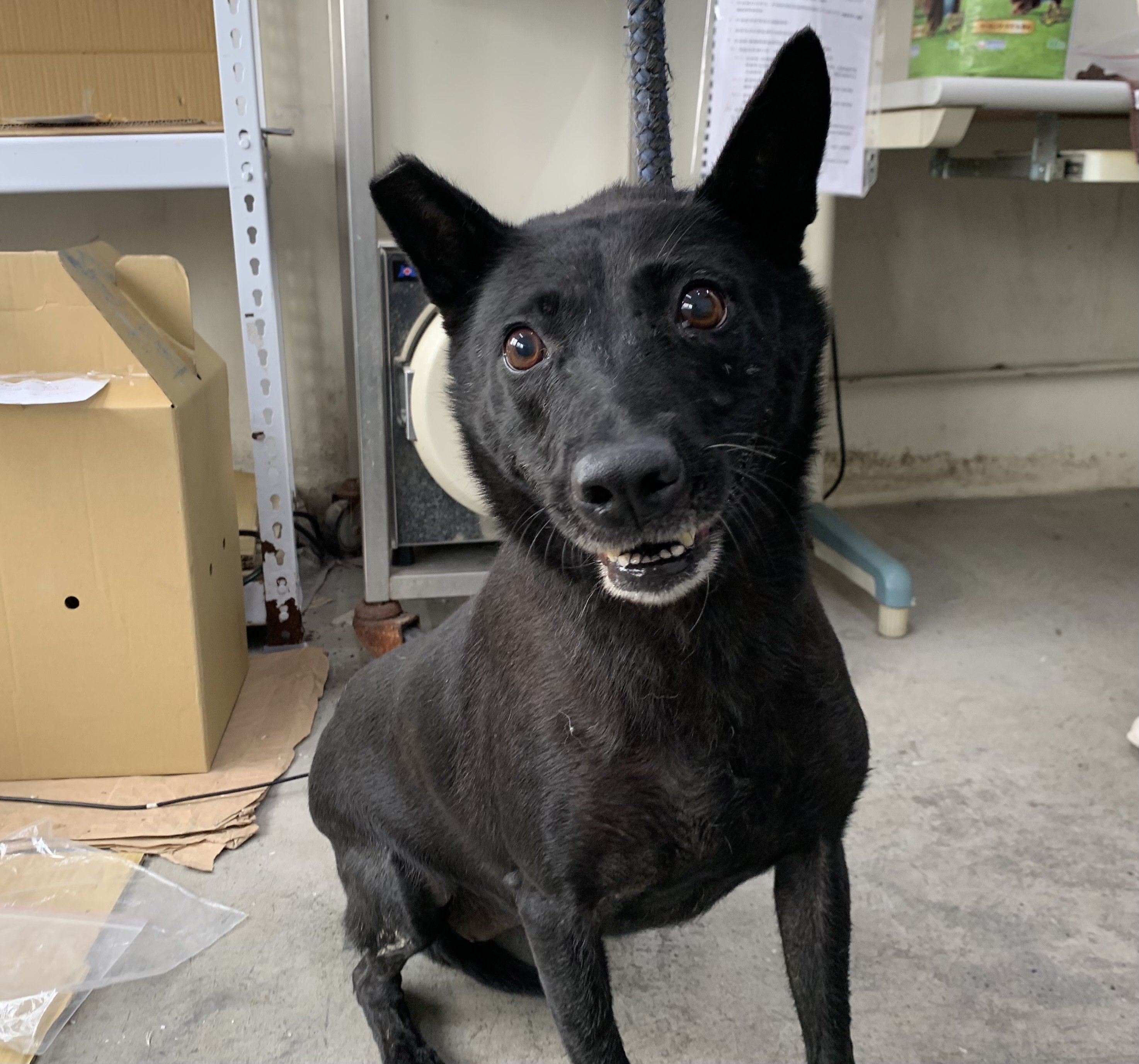 混種犬
