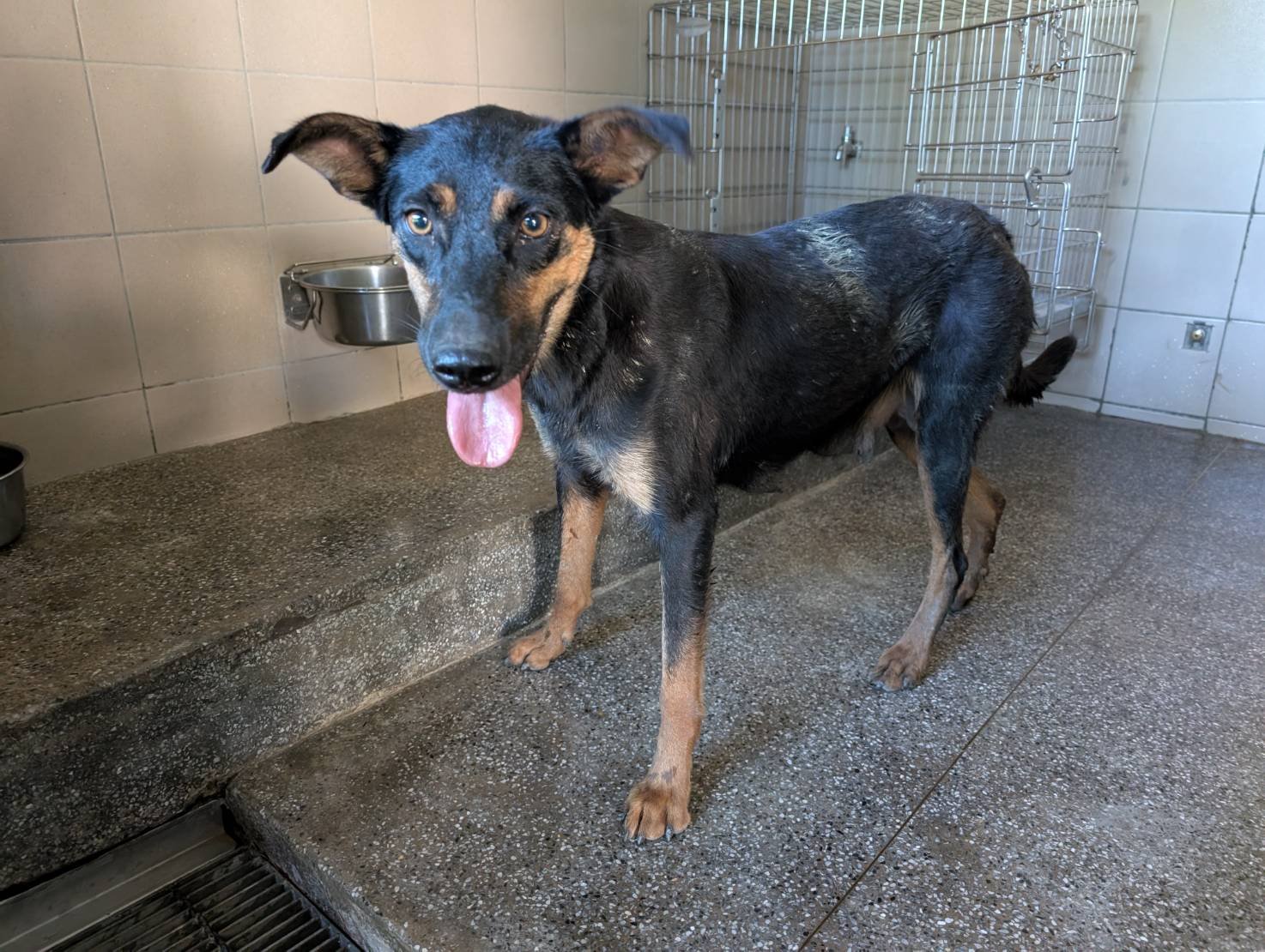 混種犬