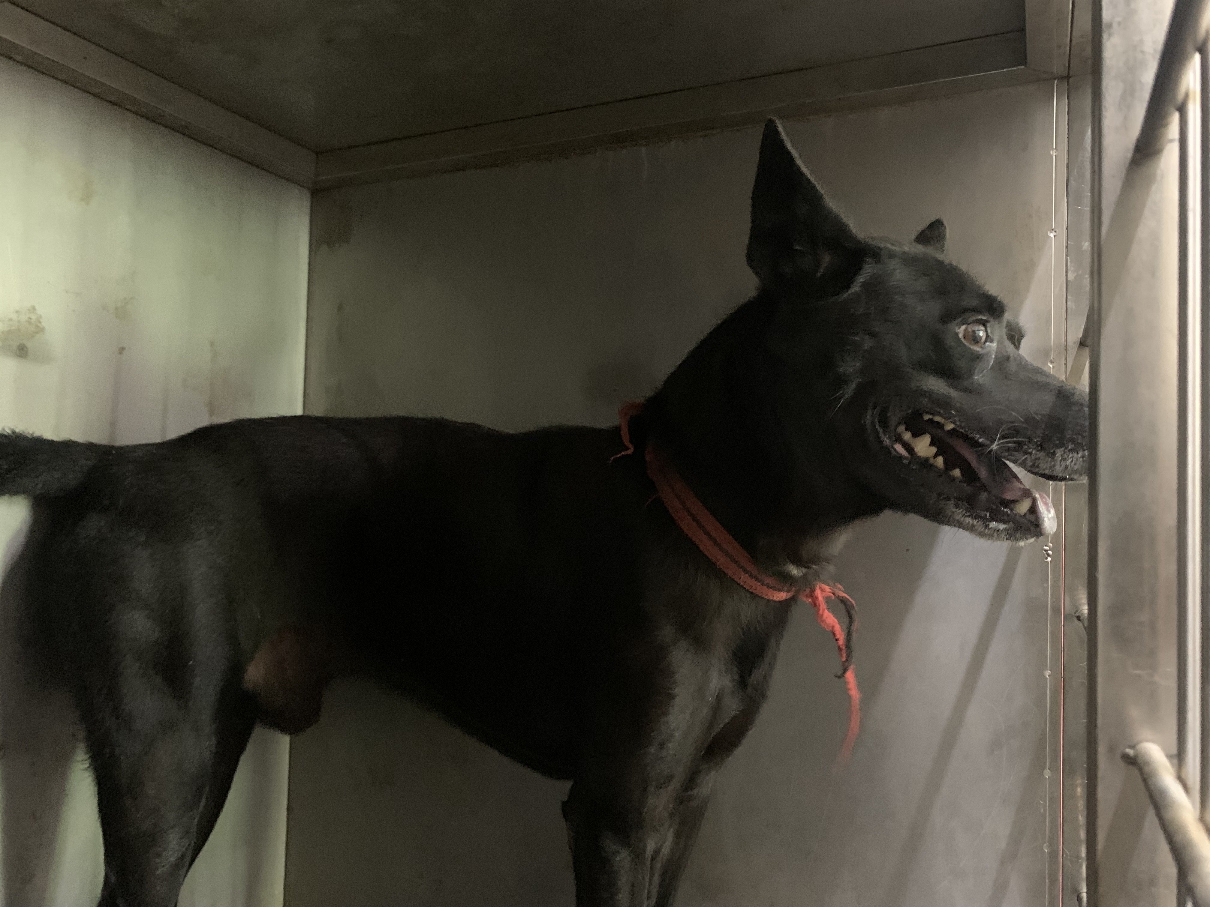 混種犬