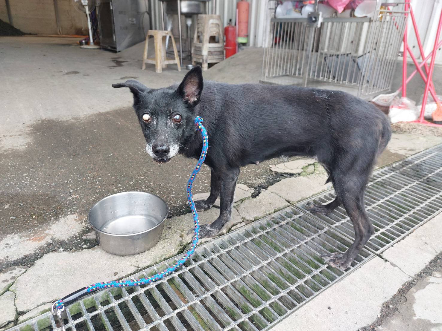 混種犬