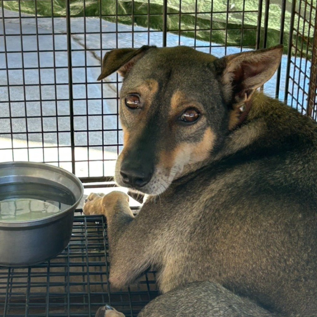 混種犬
