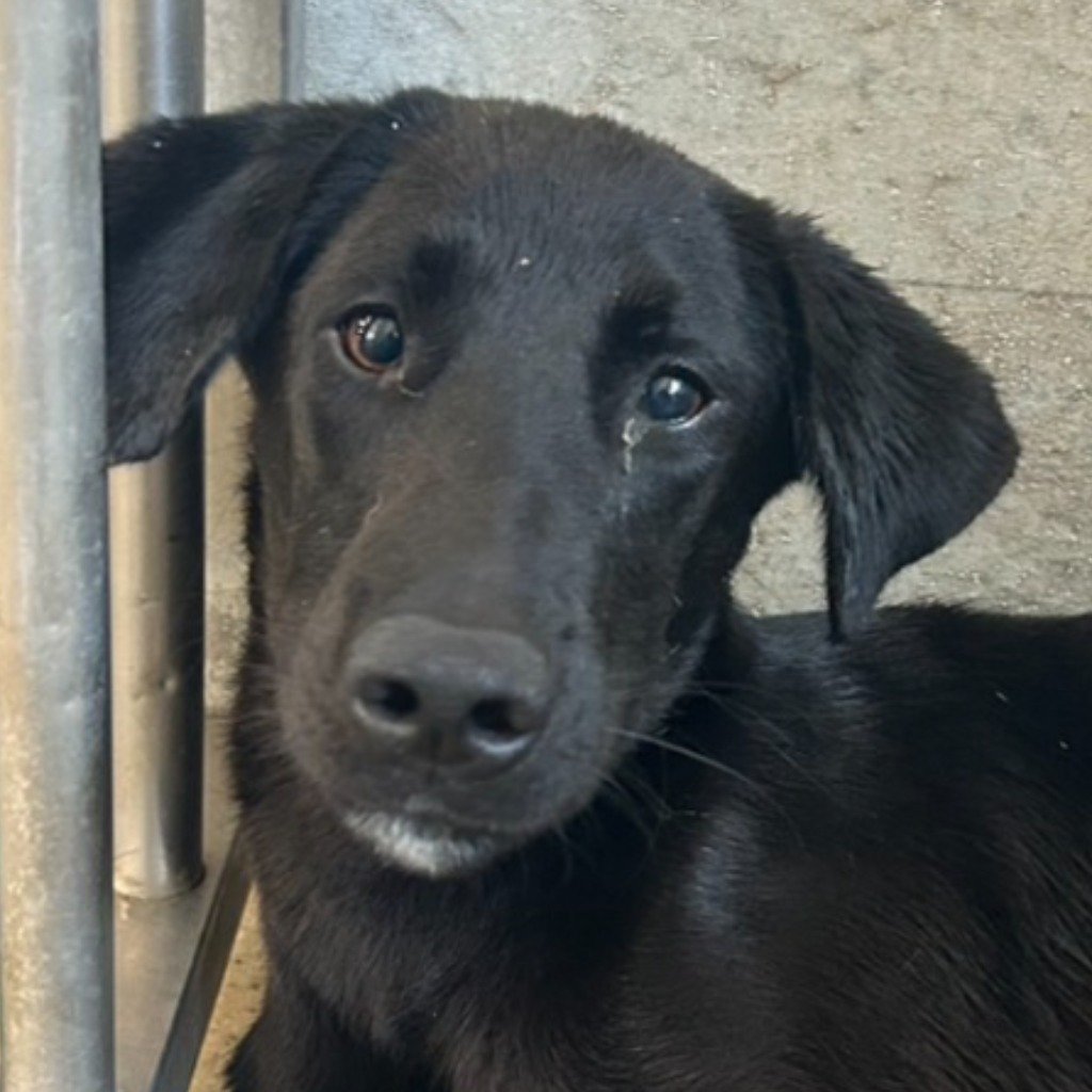 混種犬