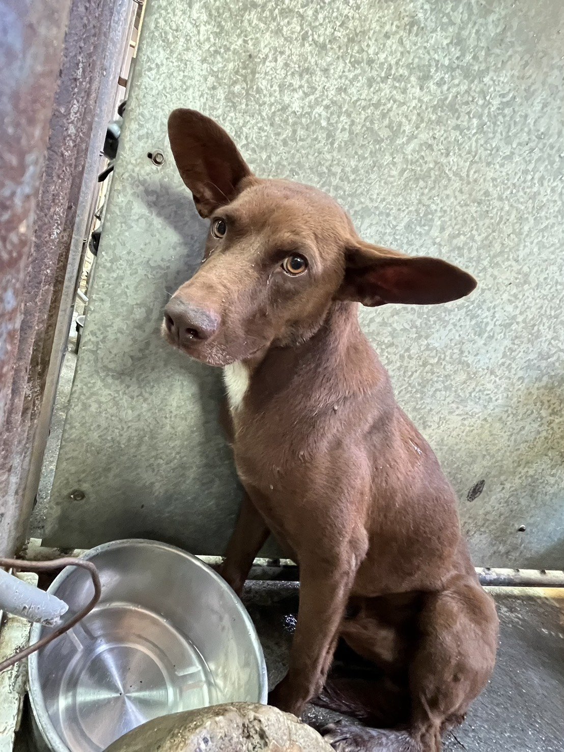 混種犬