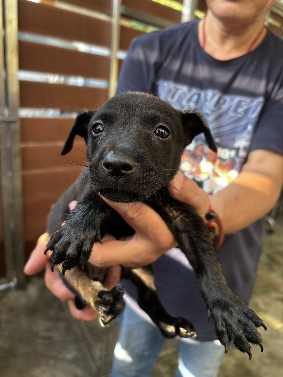 混種犬