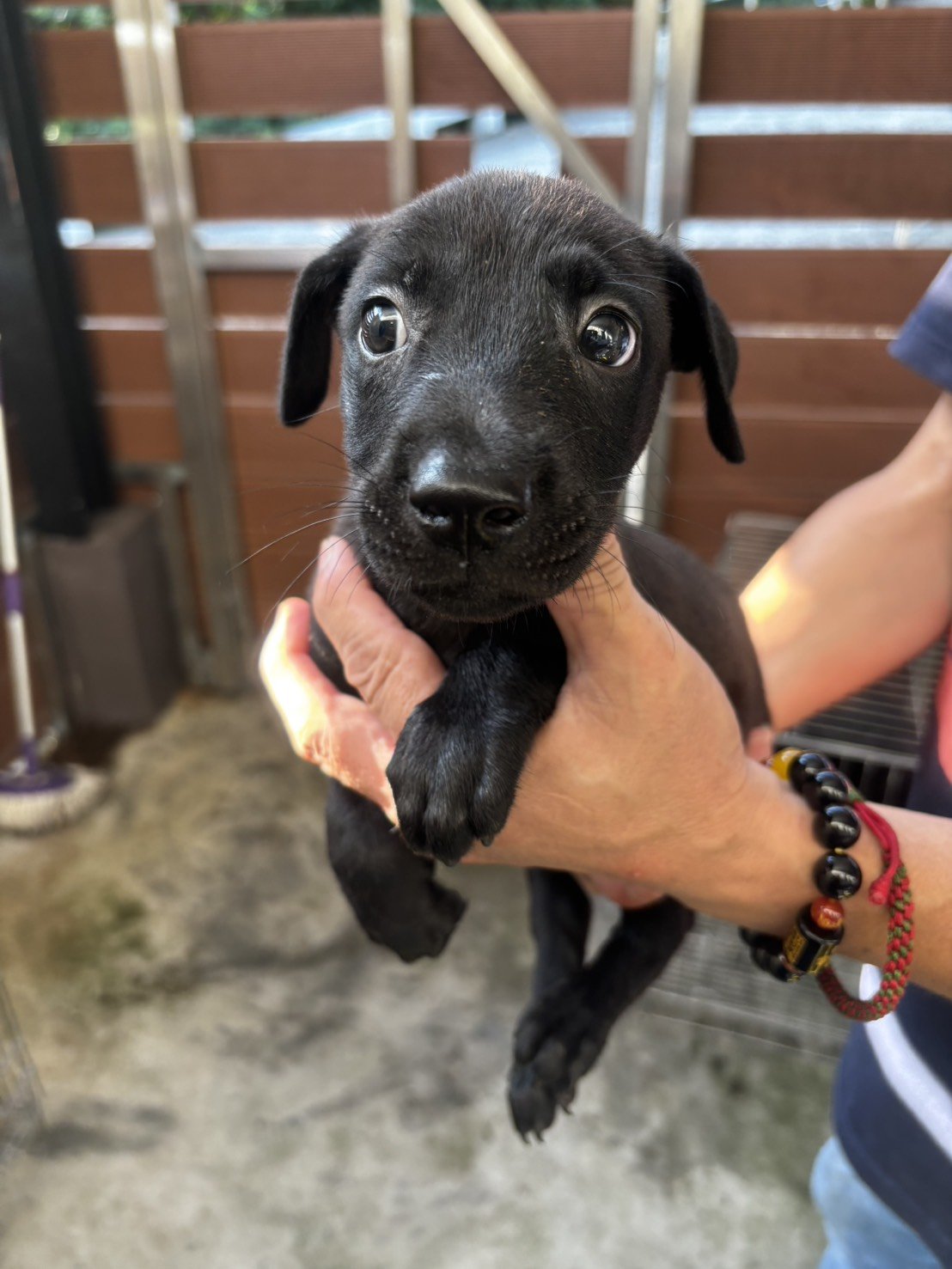 混種犬