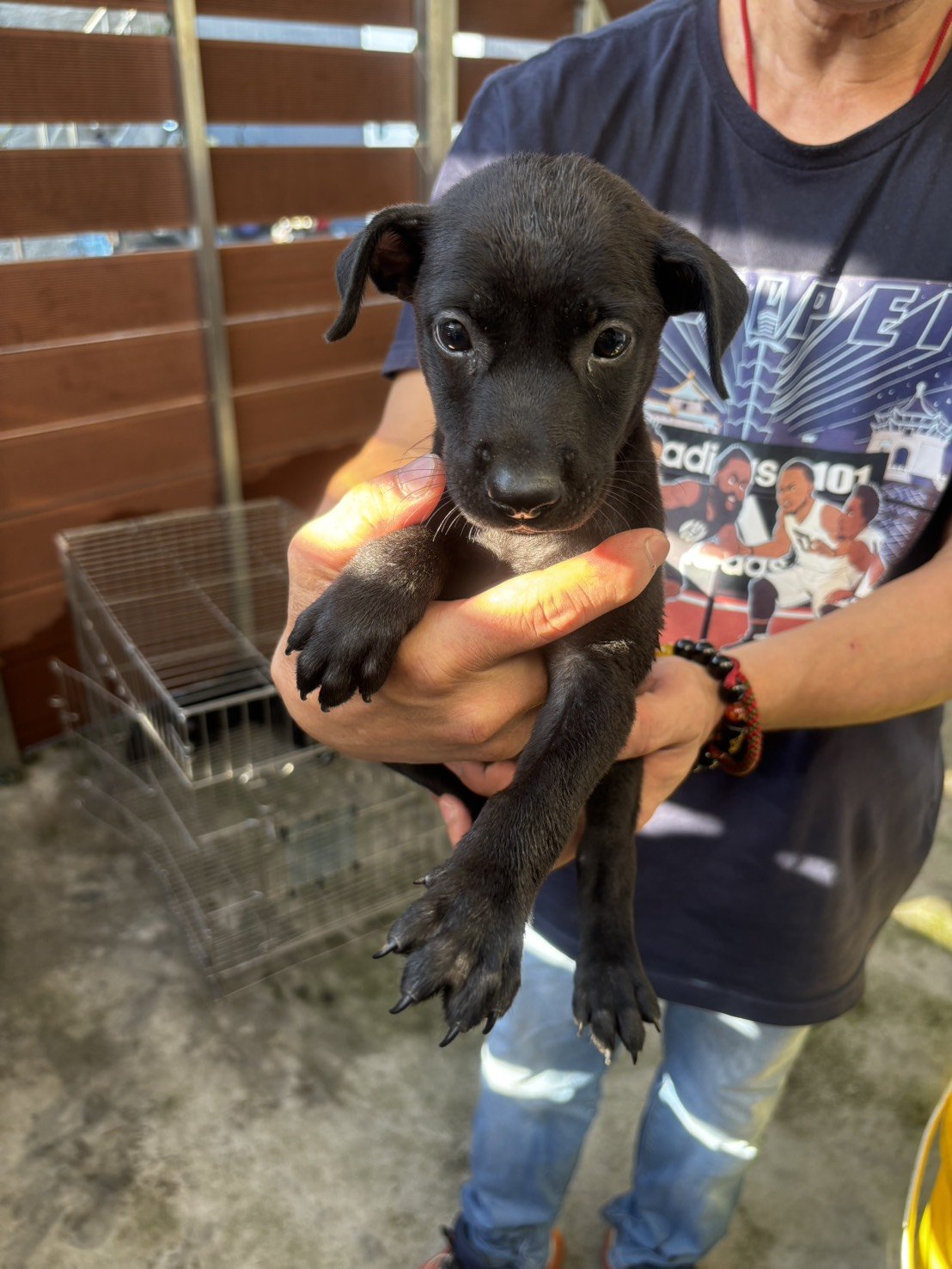 混種犬