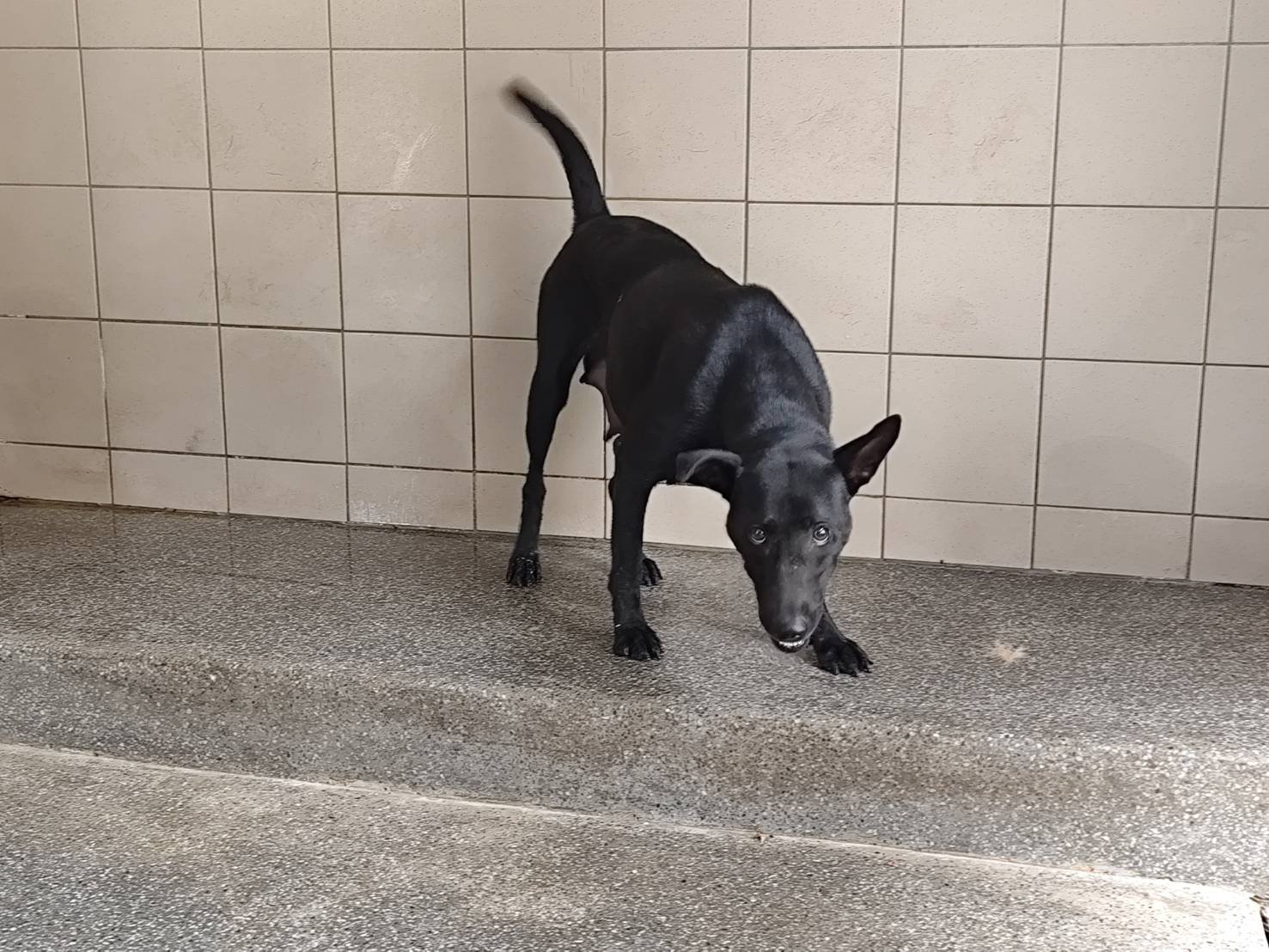 混種犬