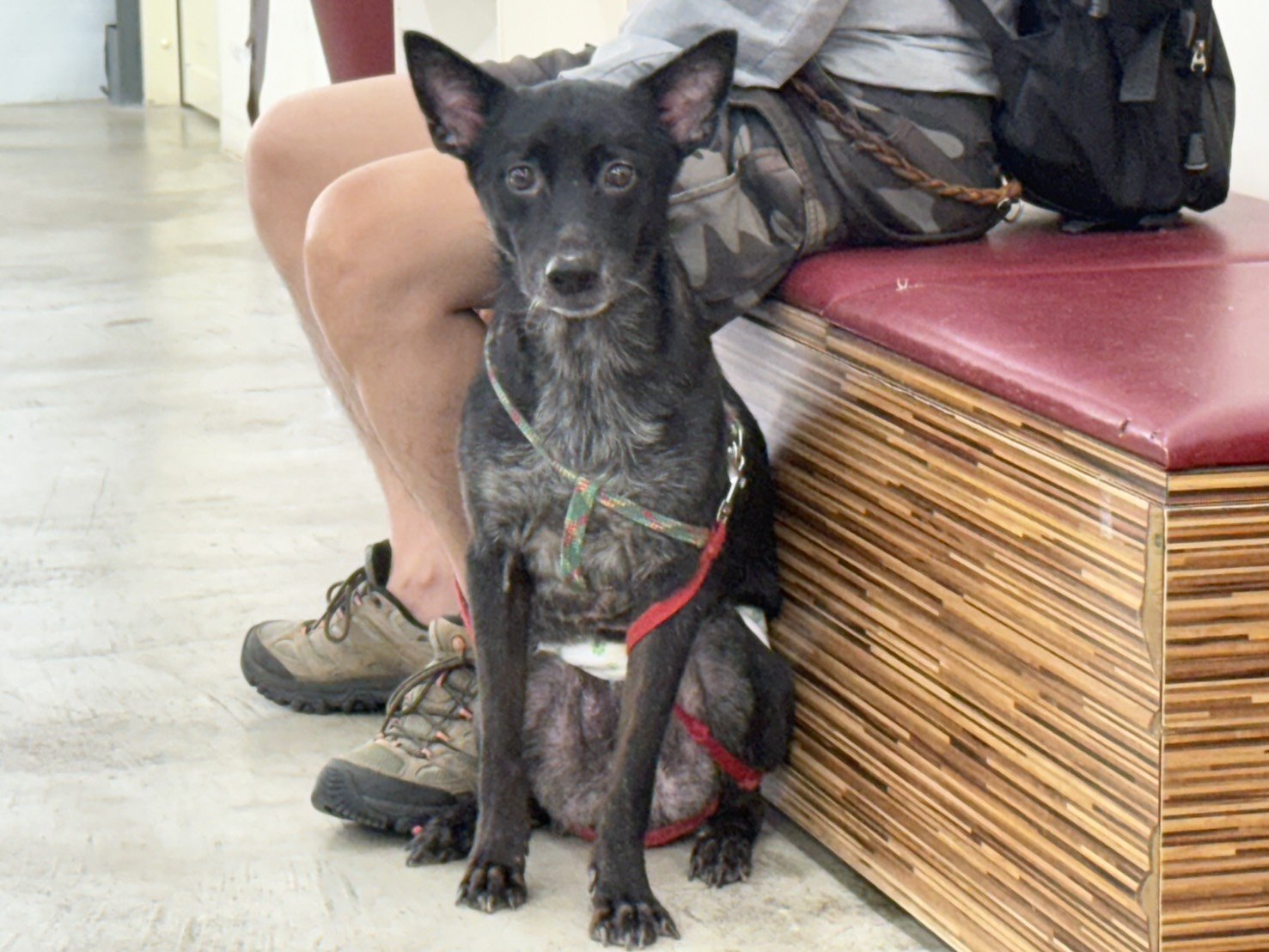 混種犬