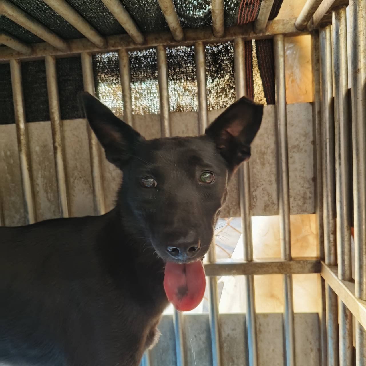 混種犬