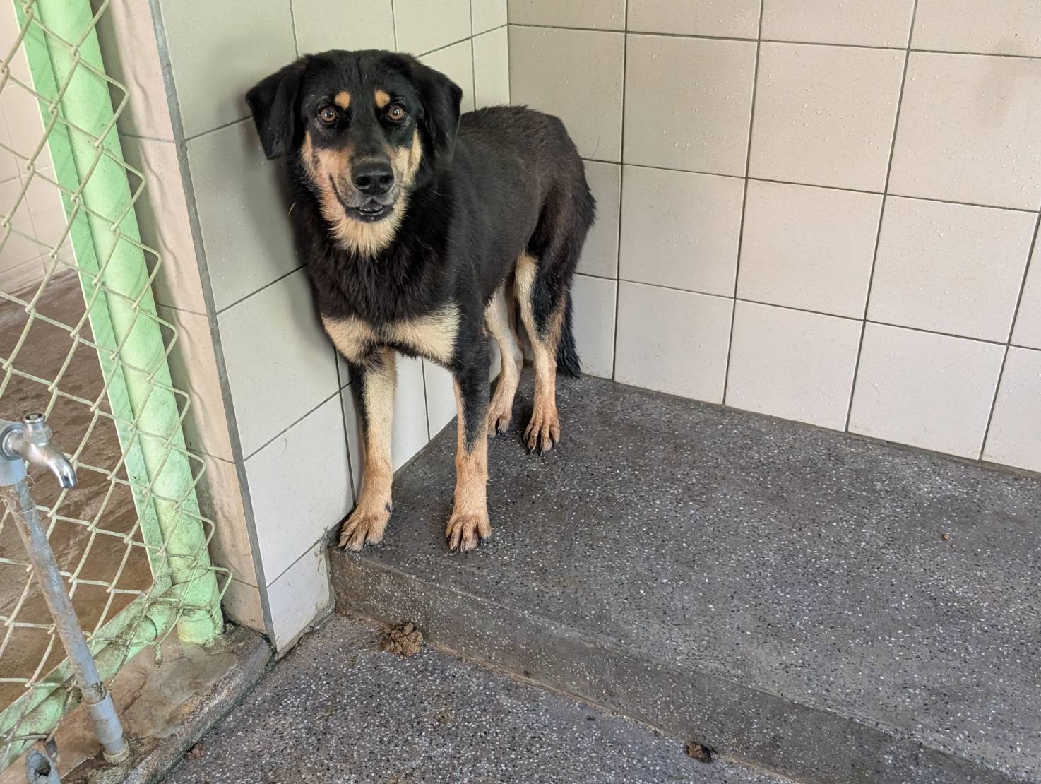 混種犬