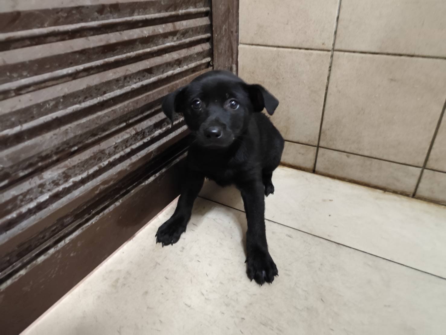 混種犬